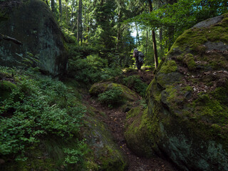 Man walking in dense forest with mossy sandstone rocks and boulders at hiking trail at Zittauer Gebirge mountains nature park, summer landscape, Germany