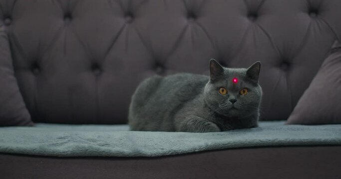 The gray cat did not get a laser sight in the head, the cat is crying