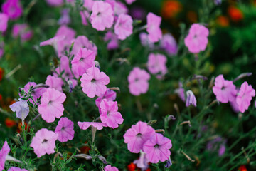 Fototapeta premium flowers decoration botanical garden plants nature close-up