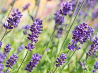 Close up Lavandula angustifolia, Levander floral pattern, bunch of flowers in bloom, purple lilac...