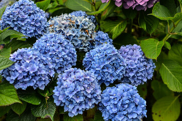 Hydrangea in North Normandie region, France