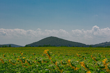 słoneczniki