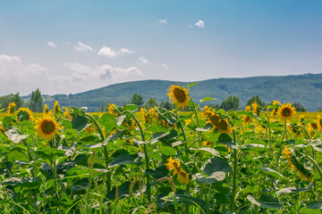 sunflower field and sky