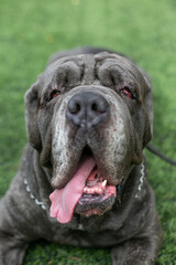 portrait of a dog