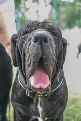 portrait of a dog