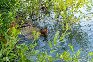 Wild duck on a small lake in a city park.