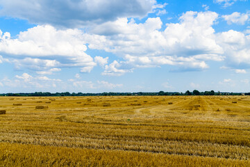 Obraz premium Bales of straw at the agricultural field. Agricultural concept