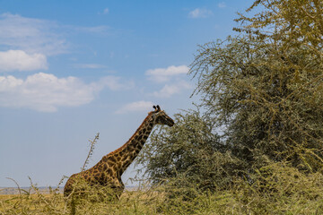 Giraffe (camelopardalis) at the Serengeti national park, Tanzania. Wildlife photo