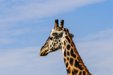 Giraffe (camelopardalis) at the Serengeti national park, Tanzania. Wildlife photo