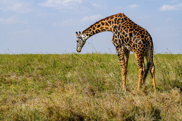 Giraffe (camelopardalis) at the Serengeti national park, Tanzania. Wildlife photo