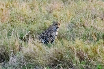 African leopard (panthera pardus) at the Serengeti national park, Tanzania. Wildlife photo