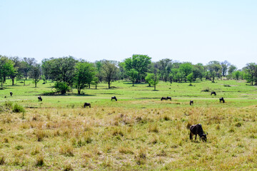 Fototapeta na wymiar Wildebeests (Connochaetes) at the Serengeti national park, Tanzania. Great migration. Wildlife photo