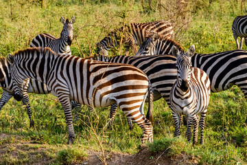 Naklejka na ściany i meble Zebras (Hippotigris) at the Serengeti national park, Tanzania. Wildlife photo