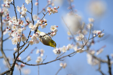 メジロと白梅
