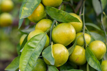 Satsuma orange fruit that began to ripe, on the tree