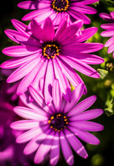 Fototapeta premium flower flowers nature garden petals plant floral color 