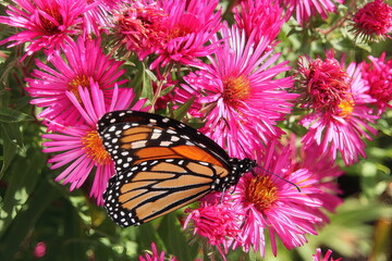 Fototapeta na wymiar Monarch Butterfly on flower