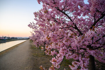 河津桜