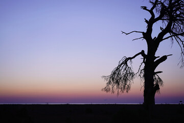 tree silhouettes and sky at sunrise