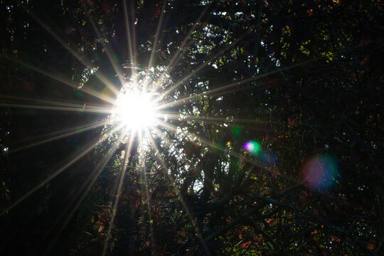lumi&egrave;re sous forme d'&eacute;toile, soleil qui fait de rayons de soleil sun stars entres les branches des arbres, trees
