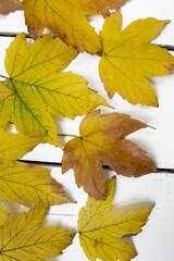 autumn background of yellow leaves on a white wooden table. Cozy background for article, banner
