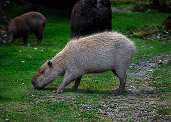 Capybara grazing on the lawn. Latin name - Hydrochoerus hydrochaeris