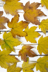 autumn background of yellow leaves on a white wooden table. Cozy background for article, banner
