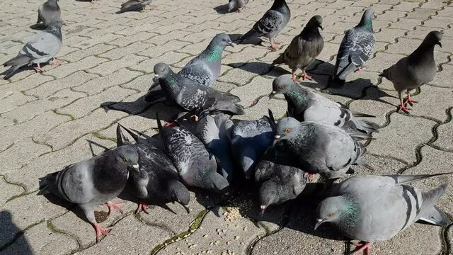 Pigeons eat food in an urban ambien - (4K)