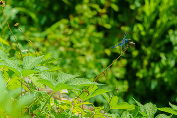 枝に止まるトンボ