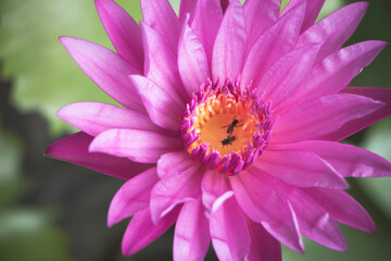 Fresh Waterlily blooming,pink petals,