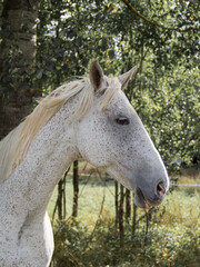 Portrait of white horse on the nature. Wild horse.