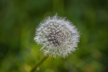 Gros plan d’un pissenlit en graines sur fond vert flou
