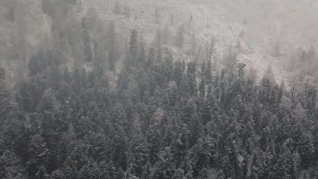 The foot of the glacier of the huge Belukha mountain, the valley of the Aktru River, the Altai mountains. Cloudy weather, storm, wildlife, winter forest, frozen mountain river in the valley of the