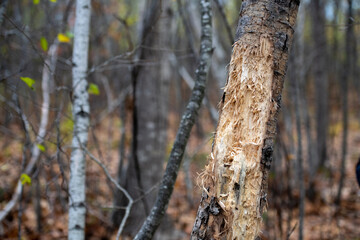 The base of a tree trunk in a forest that has been scratched by claws of a wild animal. The texture of the bark has been removed, gnawed, and cracked exposing a wood fiber and the deep damaged timber.
