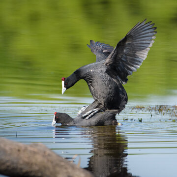 Closeup of a couple of coots mating in the water.