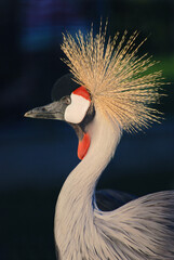 Portrait of a grey crowned crane on a dark background. © watrushka