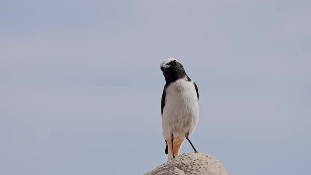 mourning wheatear (Oenanthe lugens) in the Negev desert