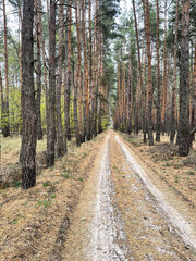Fototapeta premium Nature landscape: road in the autumn pine-tree forest. Autumn trees.