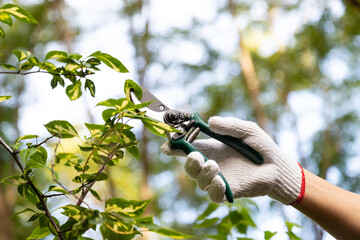 Man pruning tree with clippers.