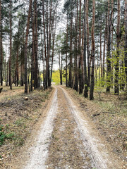 Nature landscape: road in the autumn pine-tree forest. Autumn trees.