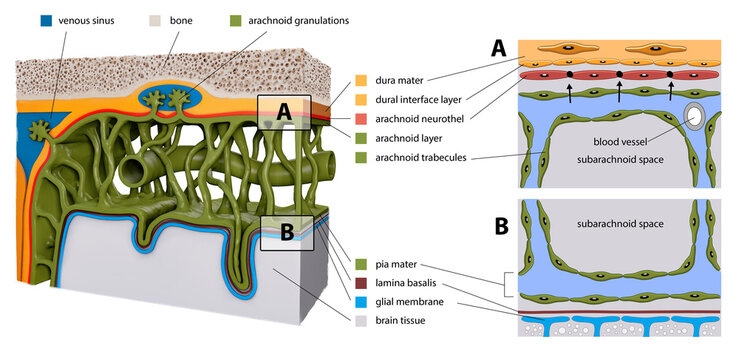 Protective membranes covering the brain. Meninges: Dura mater, Arachnoid, and Pia mater. Cross section of the human brain. Layers. diagram for educational, medical, biological, scientific use