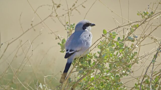 Great grey shrike (Lanius excubitor) perching on a branch