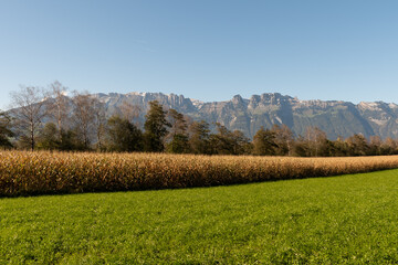 Schaan, Liechtenstein, October 14, 2021 Corn field in front of the alps on a sunny day