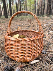 Fototapeta na wymiar Close-up of brown basket in the pine-tree forest. Collecting the mushrooms. 