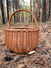 Close-up of brown basket in the pine-tree forest. Collecting the mushrooms.