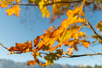 Schaan, Liechtenstein, October 14, 2021 Colorful leaves hanging on a branch at fall