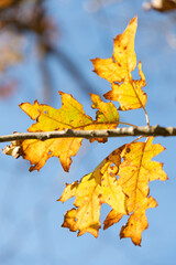 Schaan, Liechtenstein, October 14, 2021 Colorful leaves hanging on a branch at fall