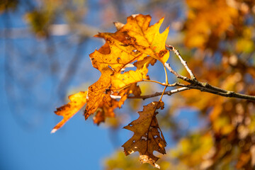 Schaan, Liechtenstein, October 14, 2021 Colorful leaves hanging on a branch at fall