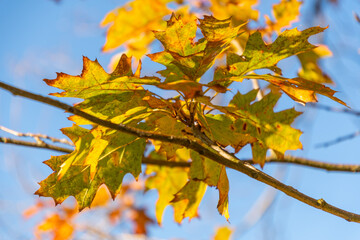 Schaan, Liechtenstein, October 14, 2021 Colorful leaves hanging on a branch at fall