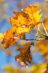 Schaan, Liechtenstein, October 14, 2021 Colorful leaves hanging on a branch at fall